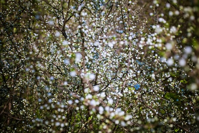 白花树特写